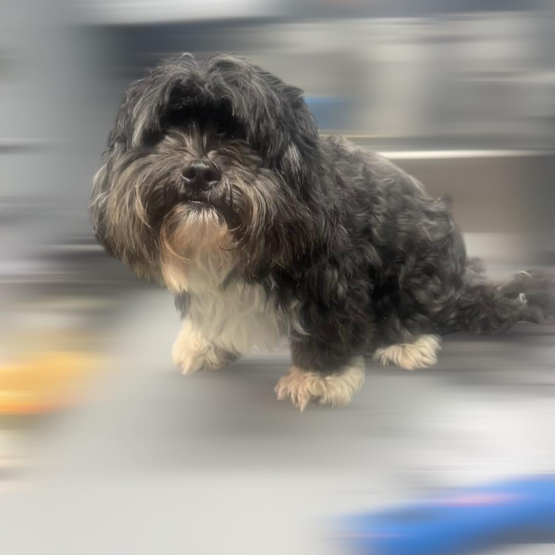 Instagram-foto van klant-hond