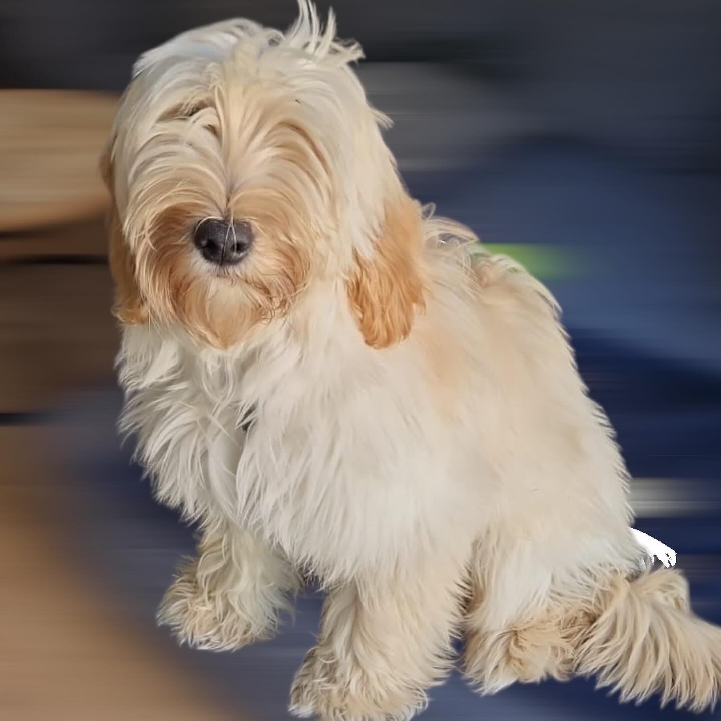 Instagram-foto van klant-hond