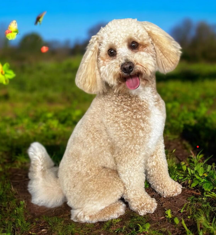 Blije cavapoo met verse trimbeurt in zonnig grasveld bij Honden Trimsalon Joshua in Nijmegen