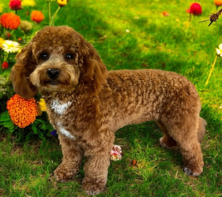 Bruine cavapoo na trimbeurt in bloementuin